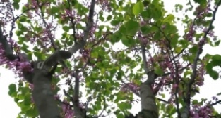 Osmangazi erguvan çiçekleri ile renklenecek