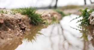 Yerli ve milli tohumlar fideye dönüştü