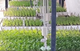 Balıkesir'in fideleri Milli Botanik Bahçesi'nde