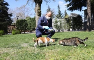 Sokak hayvanları Büyükşehir güvencesinde