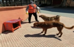 Trabzon’da sokak hayvanlarına Büyükşehir sahip çıkıyor