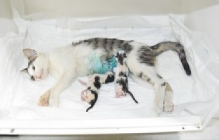 Balıkesir’in bayram şekerleri