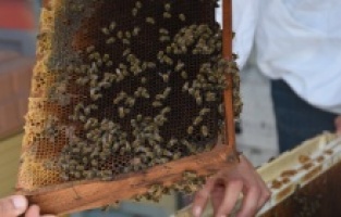 Balıkesir Büyükşehir’den arıcılara özel takvim