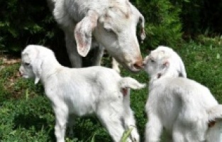 İkiz keçilerin adını Osmangazililer belirleyecek