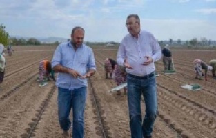 Karacabey’de domates ekimi gerçekleştirildi