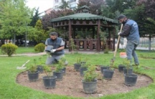 Keçiören Isparta gülleriyle güzelleşiyor