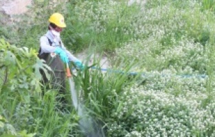 Samsun Büyükşehir’den larva temizliği