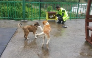 Trabzon’da sahipsiz canlar Büyükşehir’e emanet