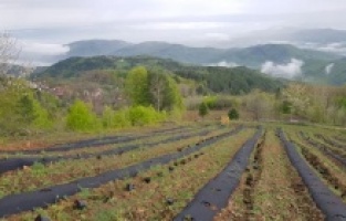 Yaban mersinleri Bursa’da filizleniyor