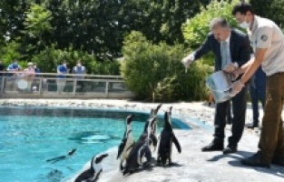 Penguen ailesinde yavru sevinci