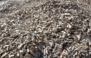 Ayçekirdeği çiftçinin yüzünü güldürdü