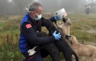 Osmangazi’de can dostlar sahipsiz değil