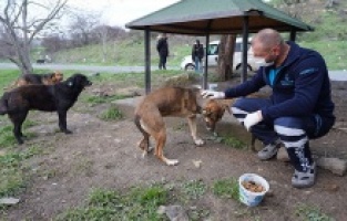Başakşehir’den can dostlarına yardım eli