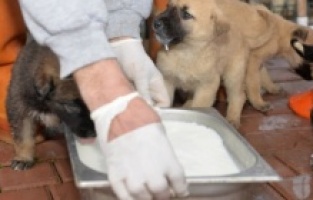 Bursa'da can dostlar Yıldırım'a emanet