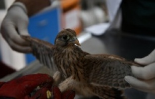 Yavru Kerkenez'e Osmangazi şefkati