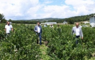 İznik: Yaban Mersini festival ile taçlandı