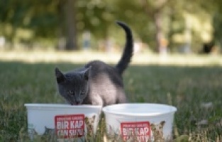 Osmangazi: Sokak hayvanlarına ‘Bir kap can suyu’